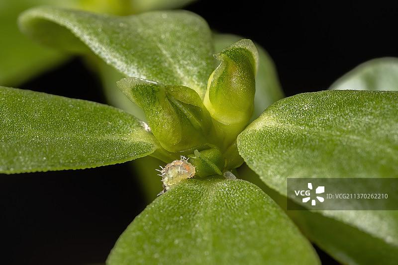马齿苋植物的果实特写图片素材