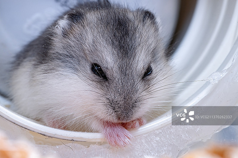 坎贝尔侏儒仓鼠特写图片素材