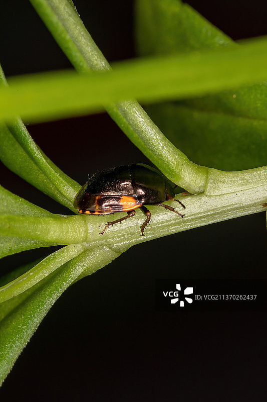 成年乌木椿象，巴西树叶上的昆虫特写图片素材