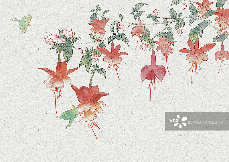 盛开的红色倒挂金钟和两只吸花蜜的蝴蝶图片素材