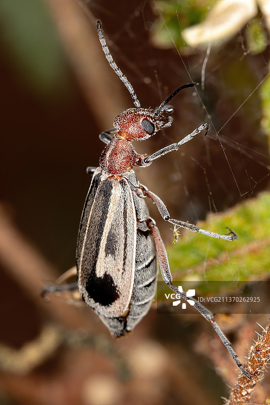 燃烧的芫菁，蜘蛛网上蜘蛛的特写图片素材
