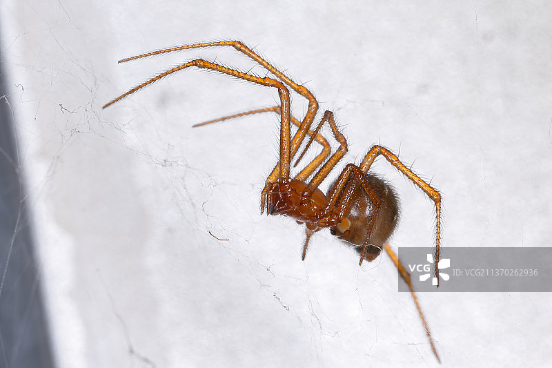 红屋蜘蛛，巴西白墙上的蜘蛛特写图片素材