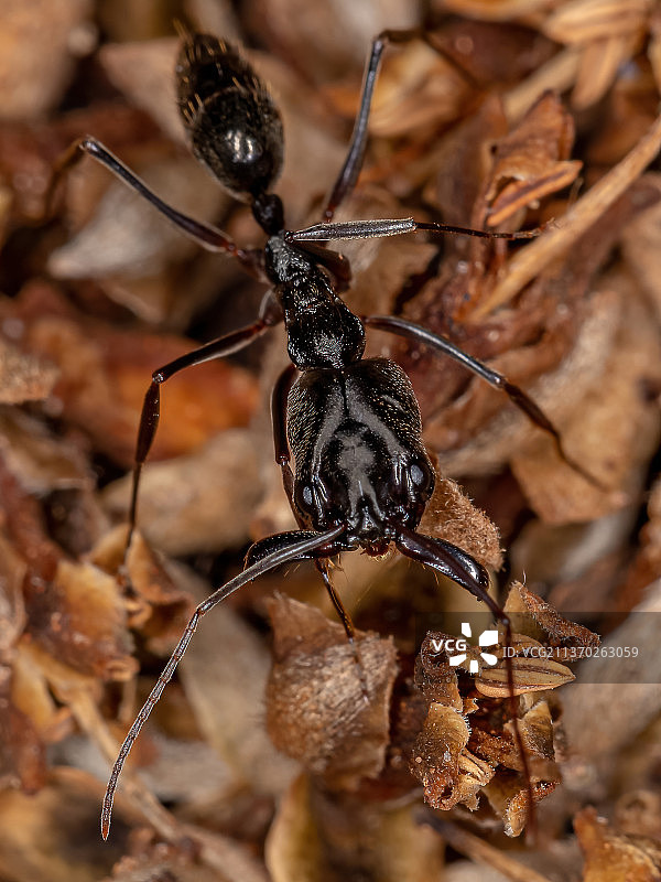 成年颚蚁在枯叶上的特写图片素材