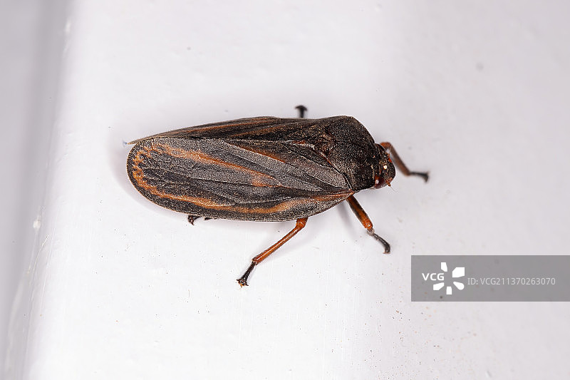 成年沫蝉，昆虫在墙上的特写，巴西图片素材