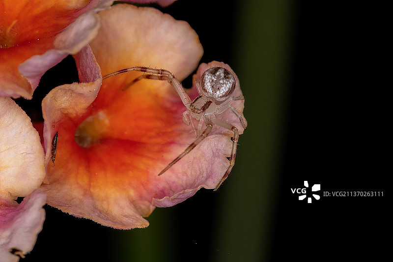 小蟹蛛，橙色玫瑰花特写图片素材