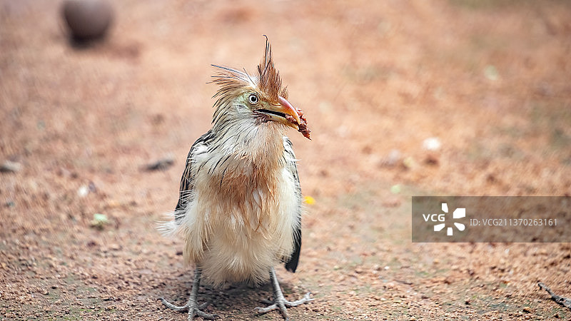 巴西原野上的圭拉鹃图片素材