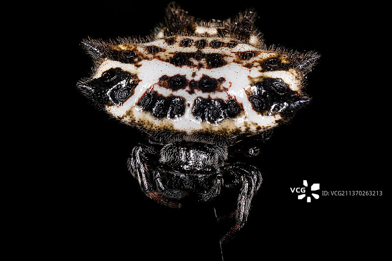 成年棘腹蛛特写，黑色背景图片素材