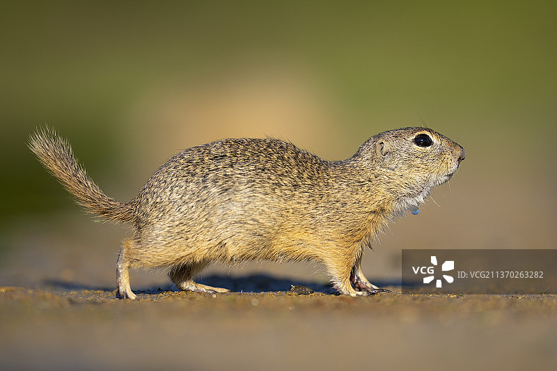 欧洲地松鼠图片素材