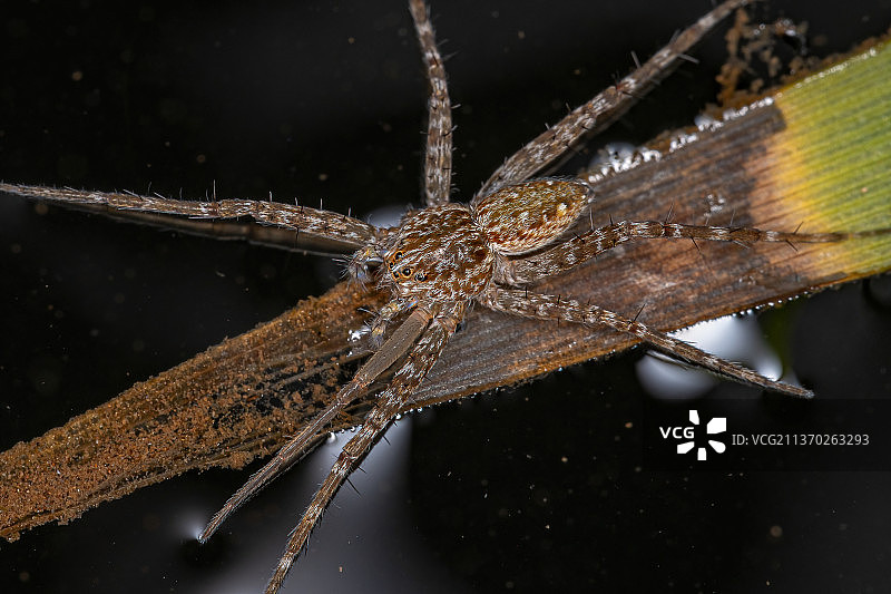 网上成年蛛形目蜘蛛的特写图片素材