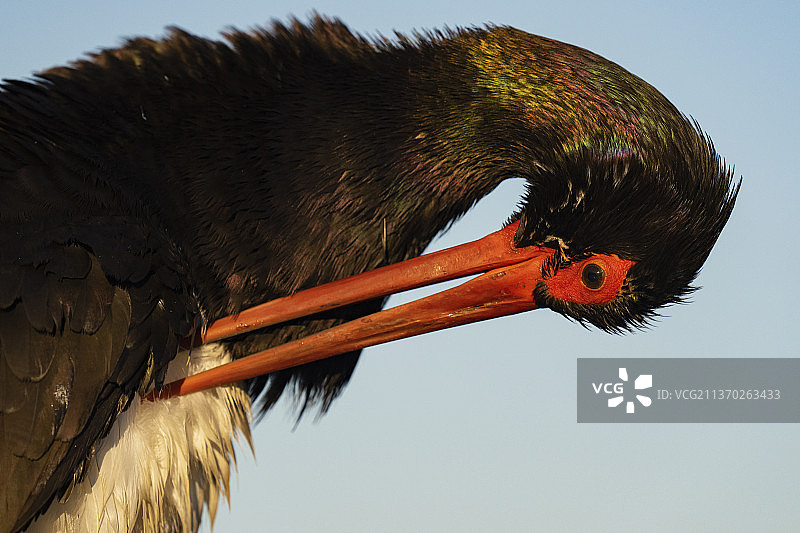 黑鹳，Ciconia nigra图片素材