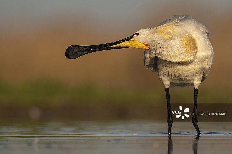欧亚琵鹭图片素材