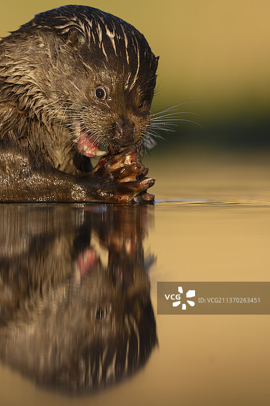 欧亚水獭图片素材