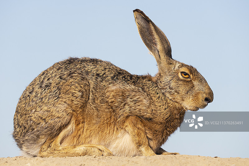 欧洲野兔图片素材