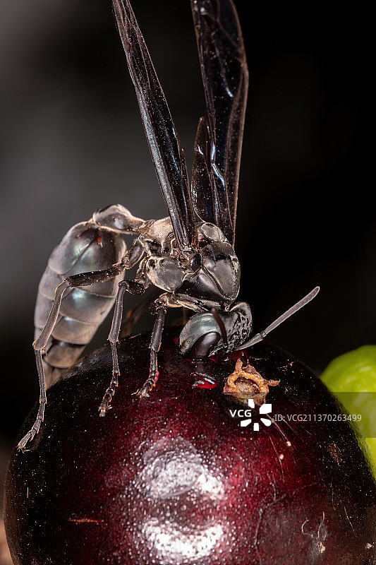 黄蜂成虫特写，巴西树叶上的蝴蝶图片素材