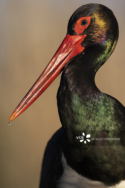 黑鹳，Ciconia nigra图片素材