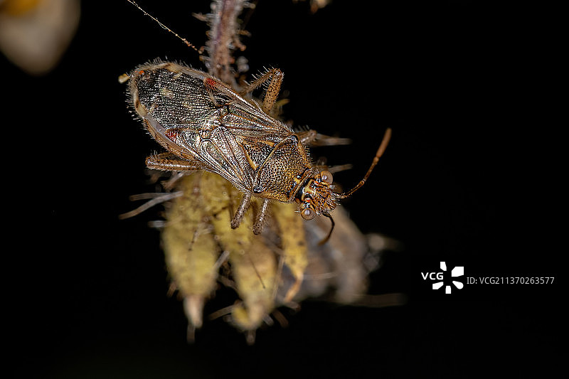 成年无味椿象，黑色背景上的昆虫特写图片素材