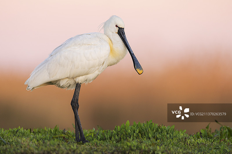 欧亚琵鹭图片素材