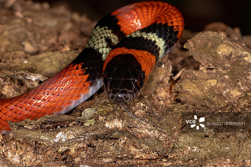 假珊瑚蛇，岩石上的蛇特写图片素材
