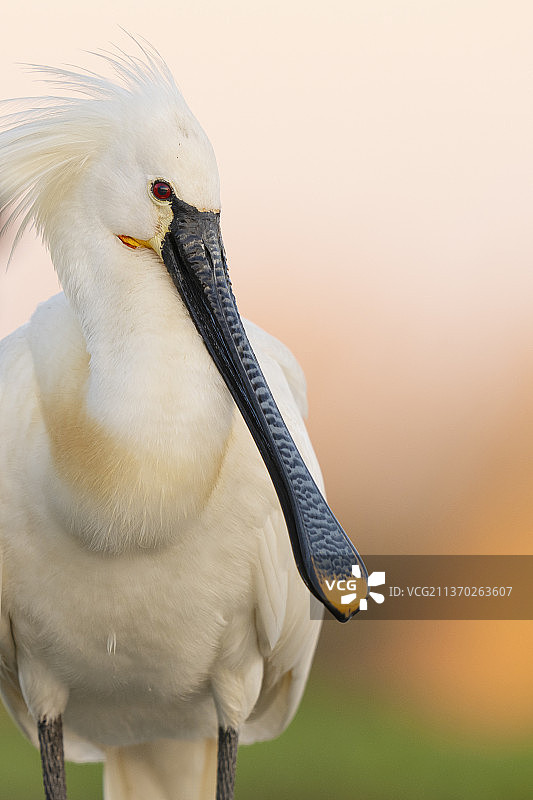 欧亚琵鹭图片素材