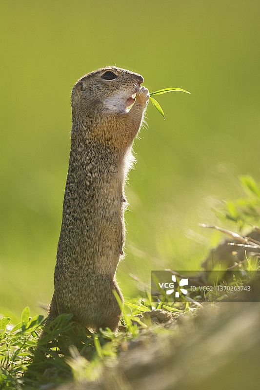 欧洲地松鼠图片素材