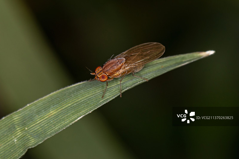 成年柄眼蝇，叶子上昆虫的特写图片素材