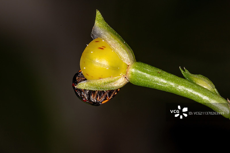 成年黑檀虫，户外生长的花蕾特写图片素材