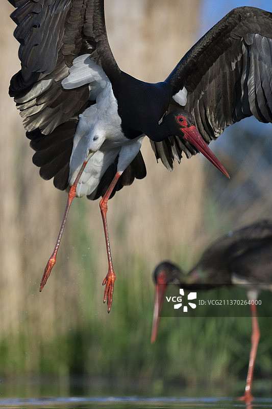 黑鹳，Ciconia nigra图片素材