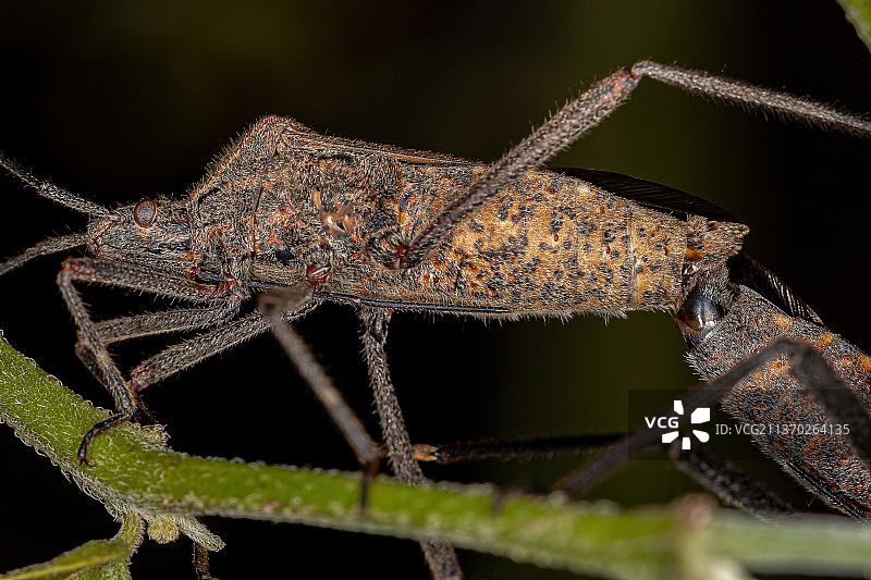 成年阔脚椿象，植物上的昆虫特写图片素材