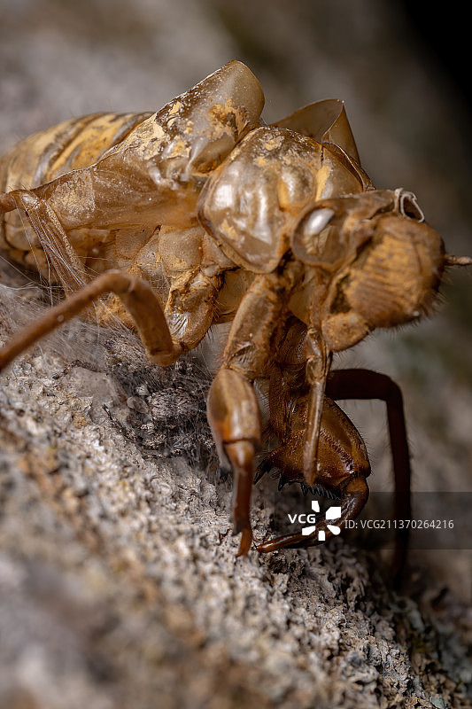 蝉蜕下的皮上的两只跳蛛图片素材