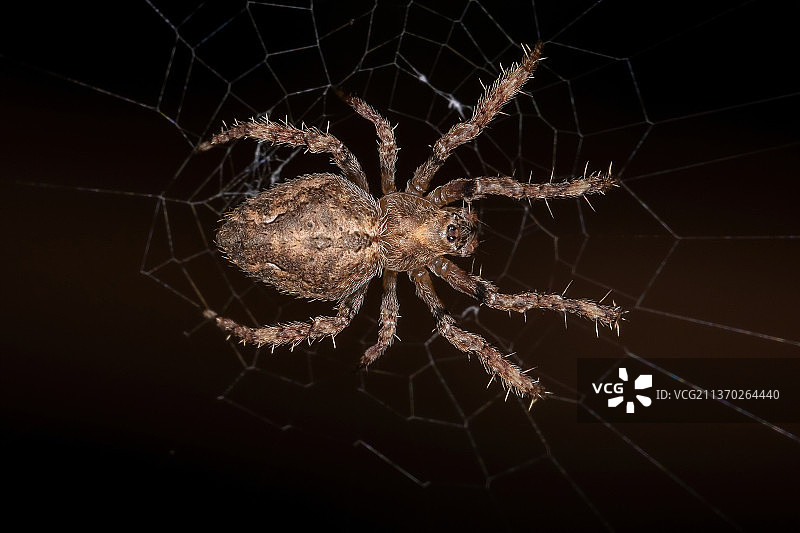 结网蜘蛛特写图片素材