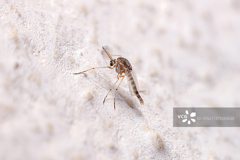 沙滩上的摇蚊成虫特写图片素材