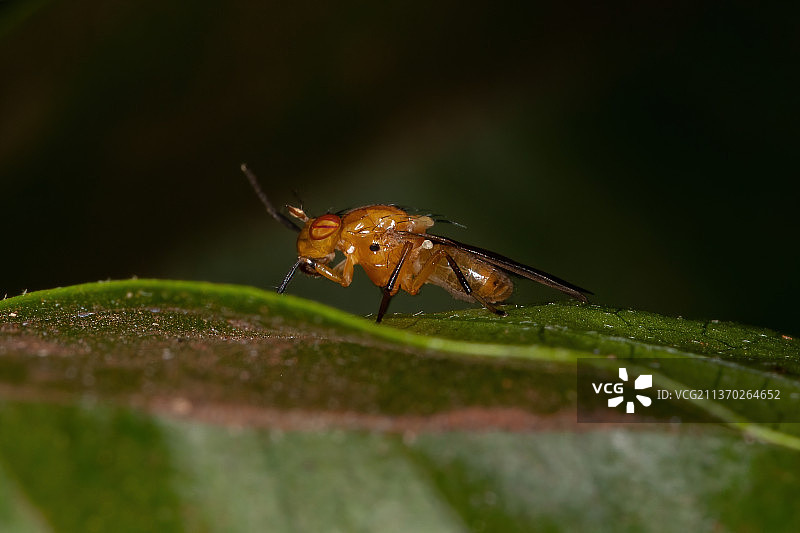 成年柄眼蝇，叶子上昆虫的特写图片素材