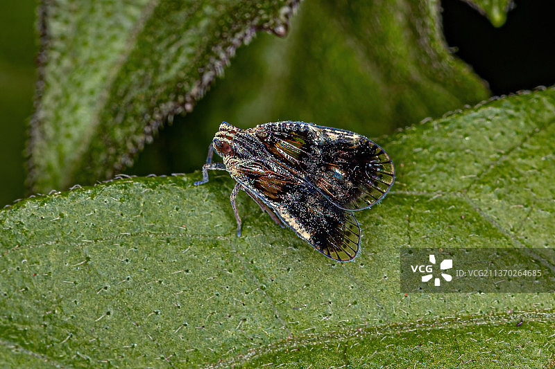成年小飞虱，叶片上昆虫特写图片素材