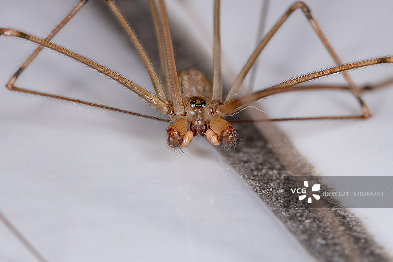 成年雄性短体幽灵蛛，墙壁上的昆虫特写图片素材