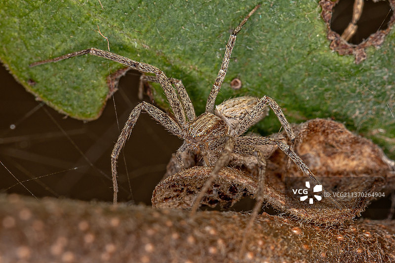 正在移动的蟹蛛，网上蜘蛛的特写镜头图片素材