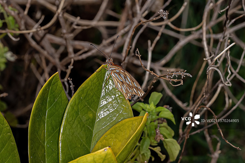 植物上的蛱蝶特写图片素材