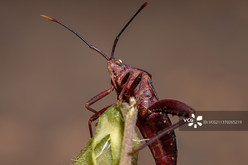 成年阔脚椿象，植物上的昆虫特写图片素材