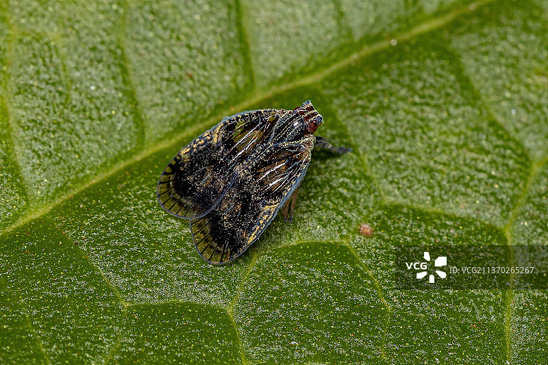 小型飞虱成虫特写图片素材