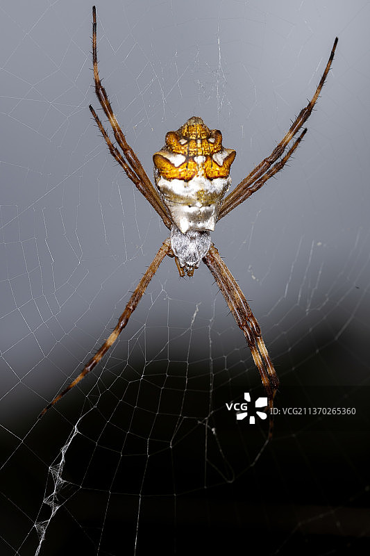 成年雌性银园蛛，网上蜘蛛特写图片素材