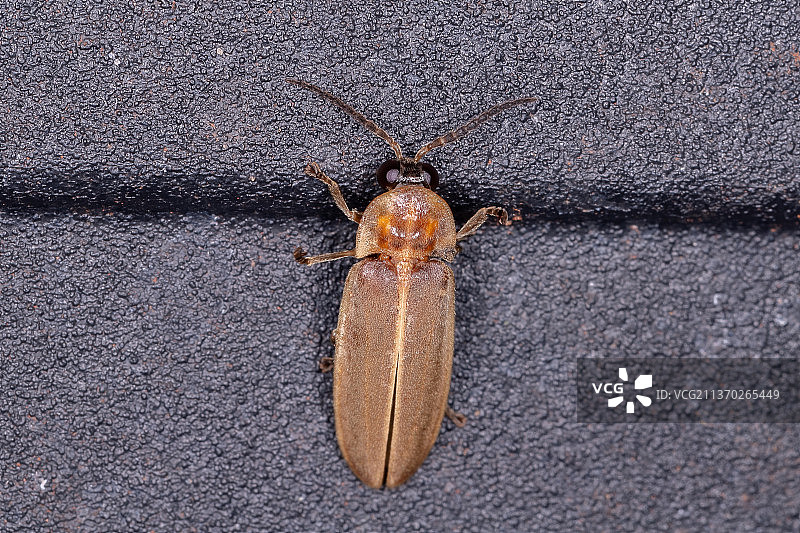 巴西墙壁上的萤火虫特写图片素材