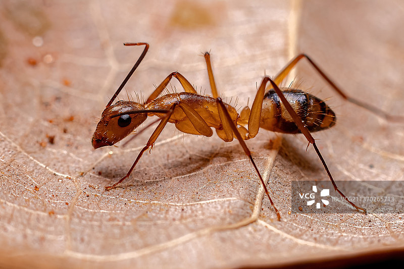 成年雌性木匠蚂蚁，木头上蚂蚁的特写图片素材