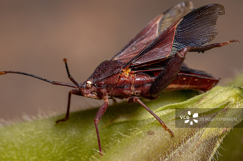 成年栉足 Bug，昆虫在树叶上的特写图片素材