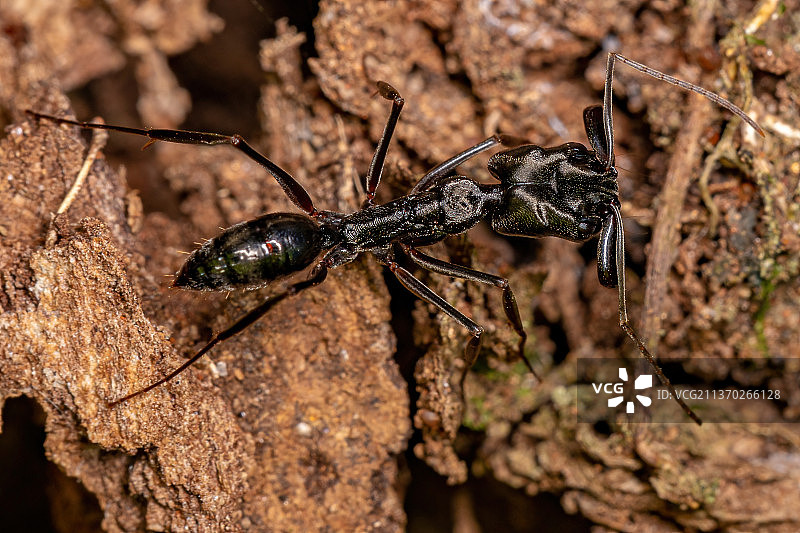成年弓背蚁岩石上的昆虫特写图片素材