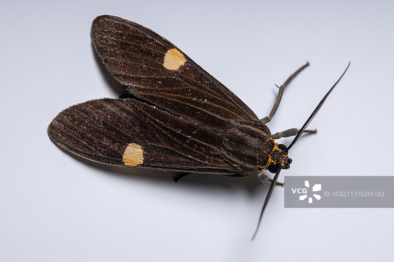 成年虎蛾，白色背景上的蝴蝶特写图片素材