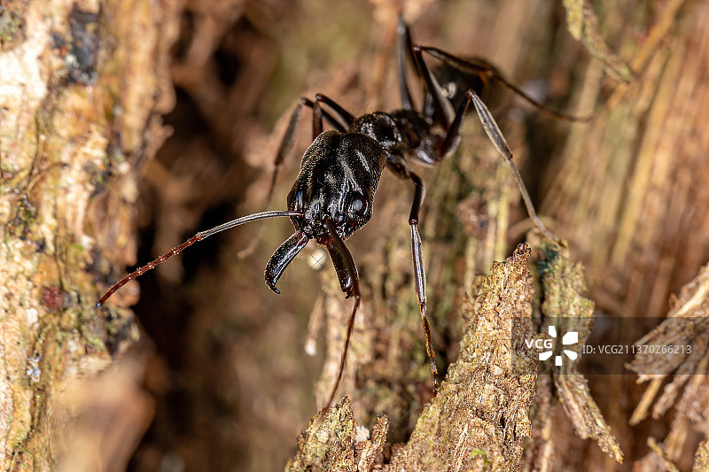 成年蚁和树干上的蜘蛛特写图片素材