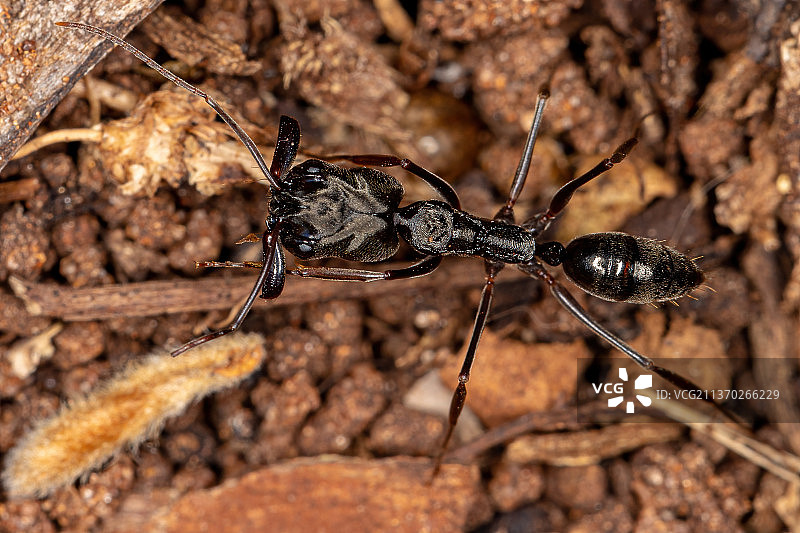 成年弓背蚁岩石上的昆虫特写图片素材