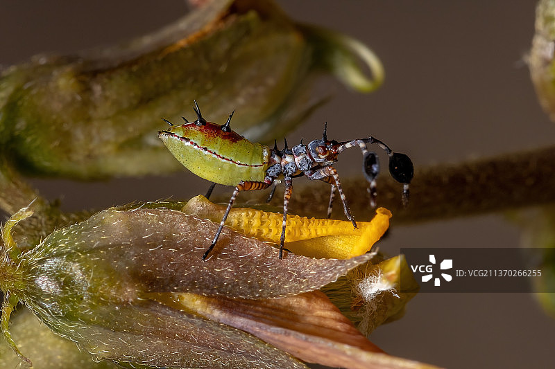 植物上的足叶椿象若虫特写图片素材