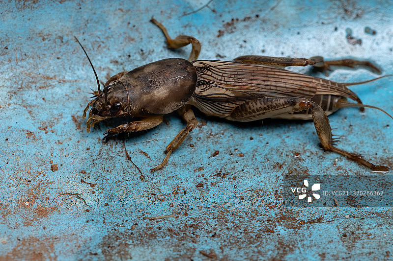 成年蝼蛄，人行道上昆虫的俯视图图片素材