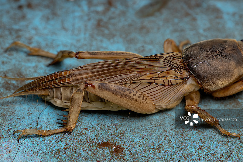 成年蝼蛄，树叶上的昆虫特写图片素材