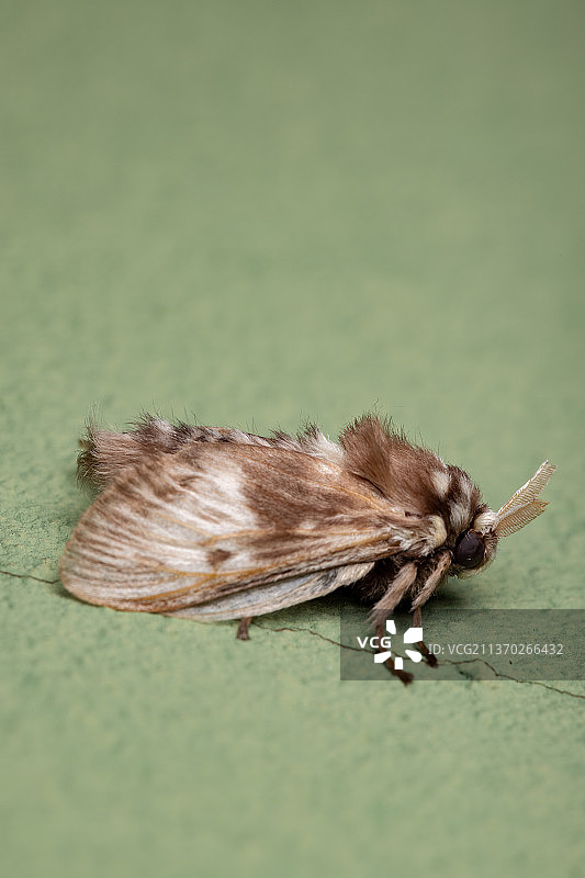 巴西白蛾，昆虫在树叶上的特写图片素材